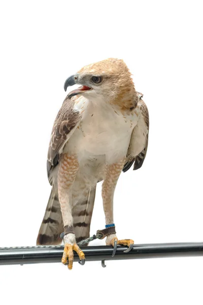 Ritratto di falco di bellezza — Foto Stock