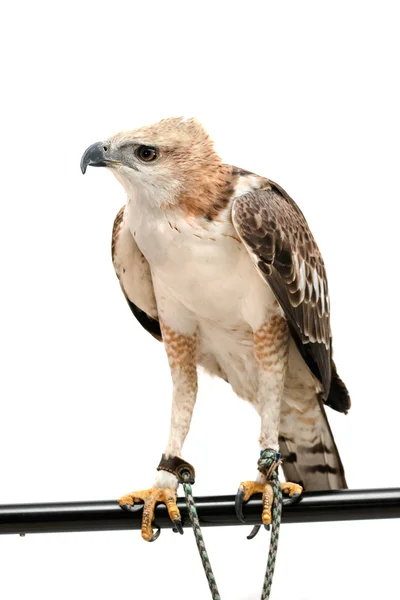 Porträtt av skönhet hawk, utbytbara Hawk Eagle (Nisaetus limnaee — Stockfoto