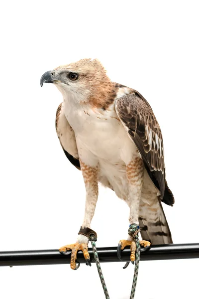 Porträt des Schönheitsfalken, des wandelbaren Falkenadlers (nisaetus limnaee) — Stockfoto