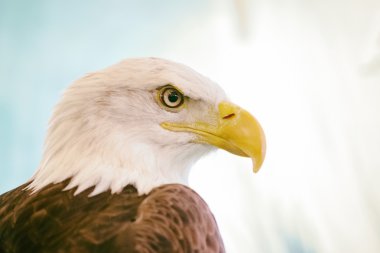 Kel kartal (lat. haliaeetus leucocephalus portresi)