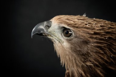 Siyah arka plan üzerine closeup Şahin