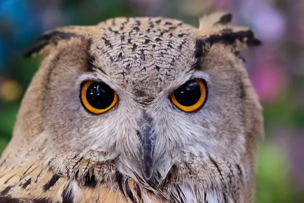 Closeup of owl face ,Carnivorous bird with amber eyes