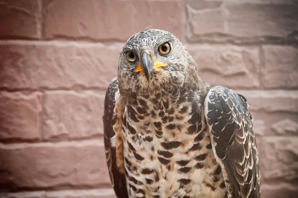 Porträt des Schönheitsfalken auf der Hand des Falkners — Stockfoto