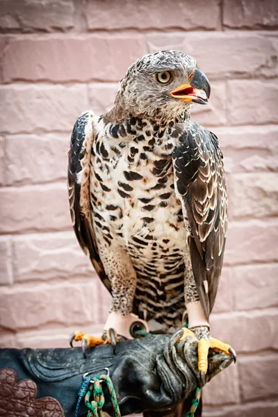 Portrait of hawk on falconer's hand — Stock Photo, Image