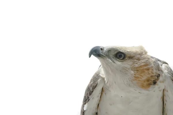 Porträt des Schönheitsfalken, des wandelbaren Falkenadlers (nisaetus limnaee) — Stockfoto