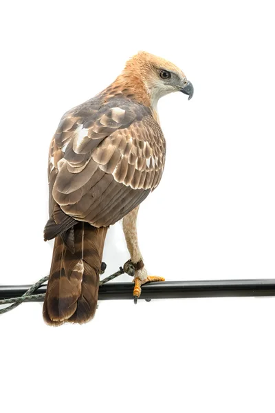 Retrato de halcón de belleza, águila de halcón cambiable (Nisaetus limnaee —  Fotos de Stock
