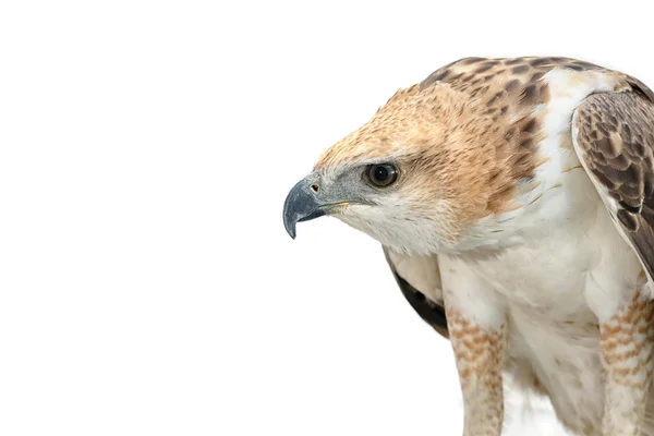 Retrato do falcão da beleza, águia do falcão mutável (Nisaetus limnaee — Fotografia de Stock