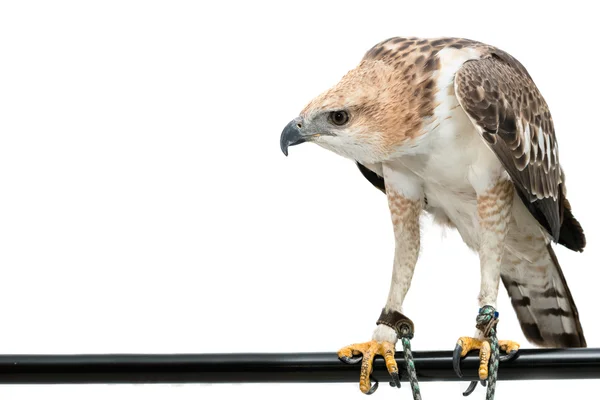 Retrato de halcón de belleza, águila de halcón cambiable (Nisaetus limnaee — Foto de Stock