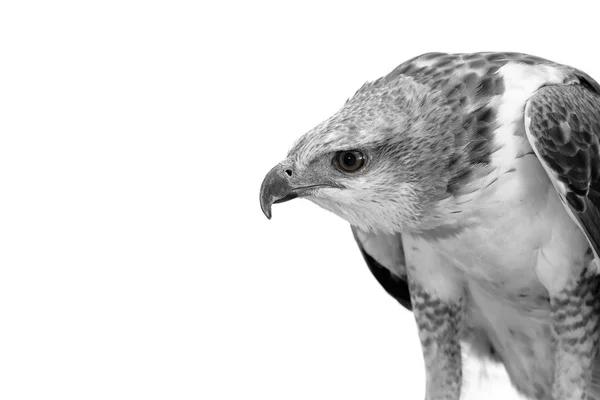 Porträt des Schönheitsfalken, wandelbarer Falkenadler mit Kopierraum — Stockfoto