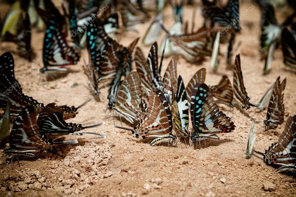 Diversity of butterfly species,Butterfly eating Salt licks on gr