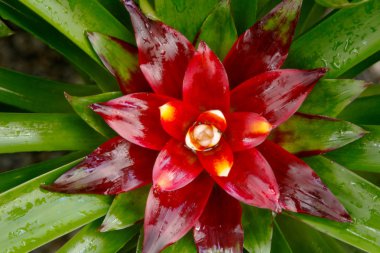 Bromeliad veya Urn bitki (Aechmea fasciata), doğa arka plan