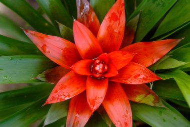 Bromeliad veya Urn bitki (Aechmea fasciata), doğa arka plan