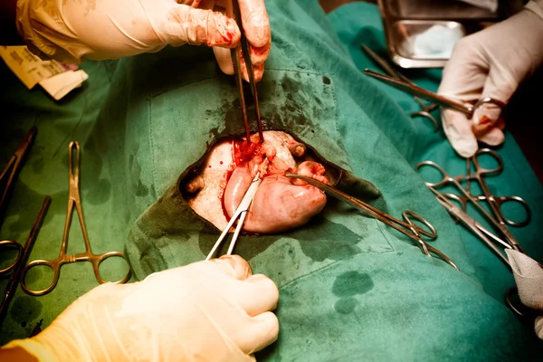 Hayvan veteriner, sterilizasyon için işlemi — Stok fotoğraf
