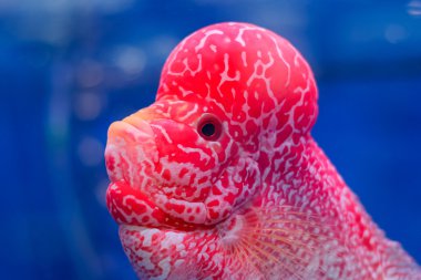 Close up Flowerhorn Cichlid fish on blue background clipart