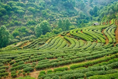 Çay plantasyon Chiang Mai Highlands, Tayland