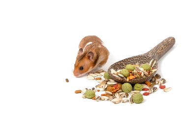 Suriye hamster hamster yiyecek boşaltmak ile yemek