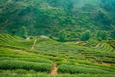 Çay plantasyon Chiang Mai Highlands, Tayland