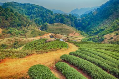 Çay plantasyon Chiang Mai Highlands, Tayland