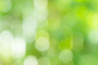 Doğal yeşil yaz orman arka plan bulanıklık