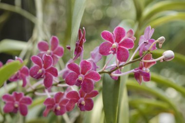 Kırmızı orkide doğa arka plan üzerinde çiçeklenme
