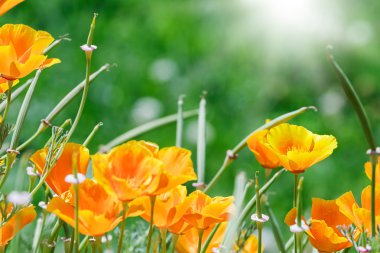 California golden haşhaş bahçede