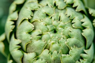 Bir Bahçe, portre görünümünde enginar