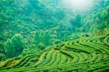 Çay plantasyon Chiang Mai Highlands, Tayland