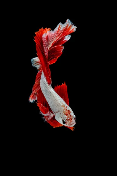 Betta fish, movimento siamese di lotta contro il pesce su fondo nero — Foto Stock