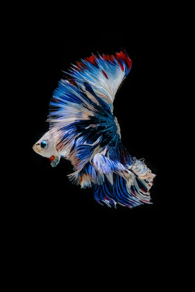 Betta pescado, siamés lucha contra el movimiento de los peces en negro blackground —  Fotos de Stock