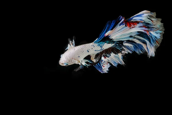 Betta fish, movimento siamese di lotta contro il pesce su fondo nero — Foto Stock