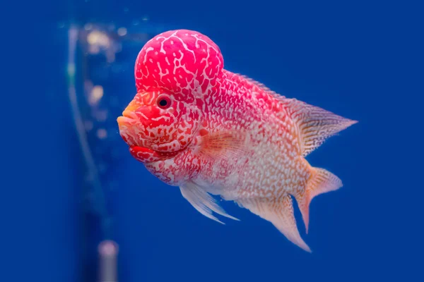 Fechar Flowerhorn peixe Cichlid no fundo azul — Fotografia de Stock