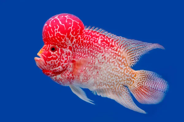 Nära håll Flowerhorn ciklid fisk på blå bakgrund — Stockfoto