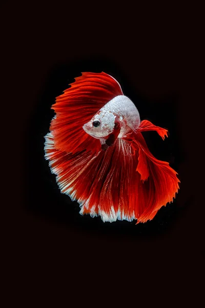 Betta fish, movimento siamese di lotta contro il pesce su fondo nero — Foto Stock