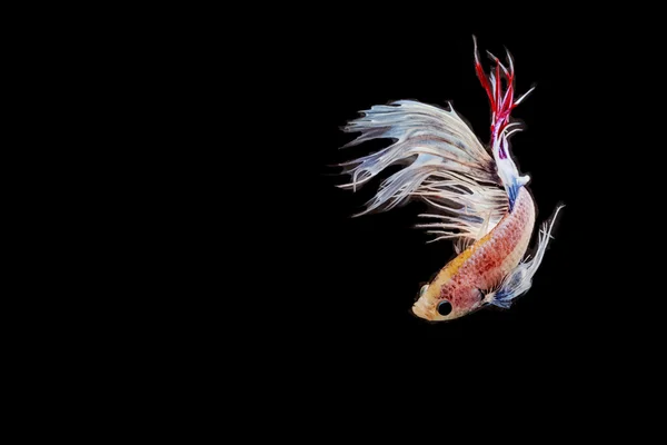 Betta fish, movimento siamese di lotta contro il pesce su fondo nero — Foto Stock