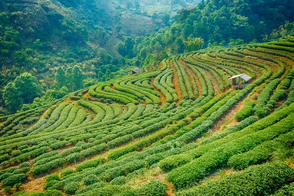 Çay plantasyon Chiang Mai Highlands, Tayland