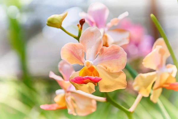 多彩的兰花盛开在自然背景 — 图库照片