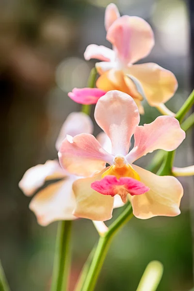 Orquídea colorida florescendo no fundo da natureza — Fotografia de Stock