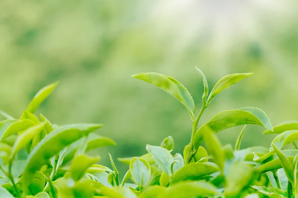 Zöld tea bud és a levelek. Tea ültetvényeket — Stock Fotó