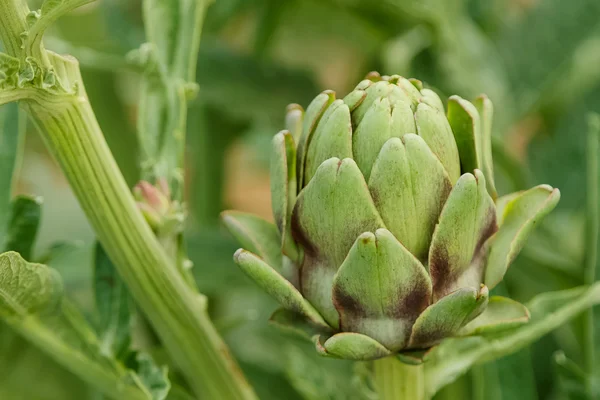 Alcachofa en un jardín, primer plano —  Fotos de Stock