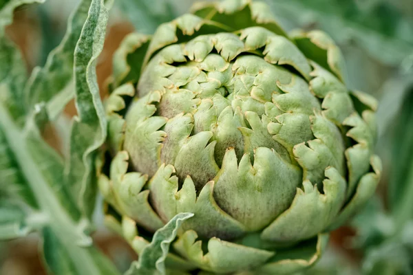 Artichoke in a garden, closeup view — Stock Photo, Image