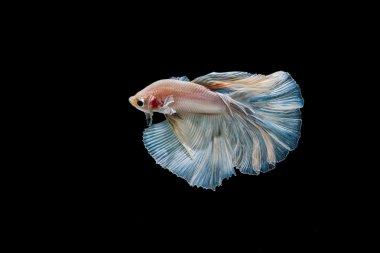 Beyaz Siyam mücadele balık üzerinde siyah b izole hareketli anı