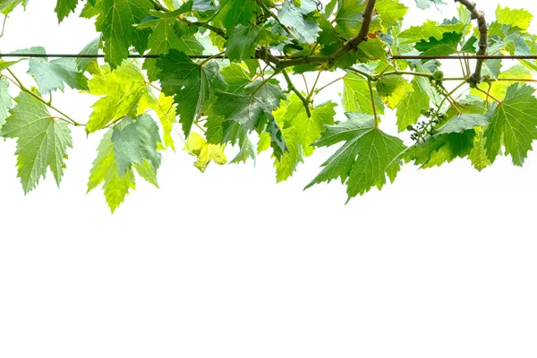 Ramo di vite su fondo bianco — Foto Stock