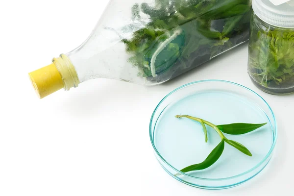 Культура растительных тканей в бутылке в лаборатории на белом бэкгре — стоковое фото