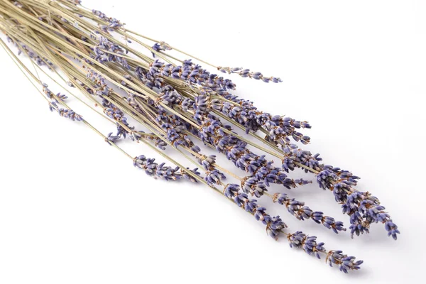 Close up bunch of lavender isolated on white — Stock Photo, Image