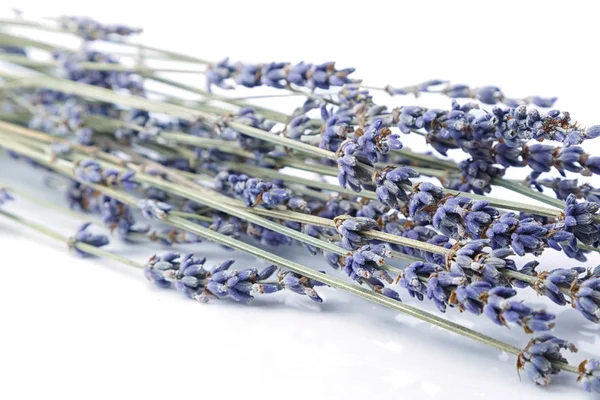 Close up bunch of lavender isolated on white — Stock Photo, Image