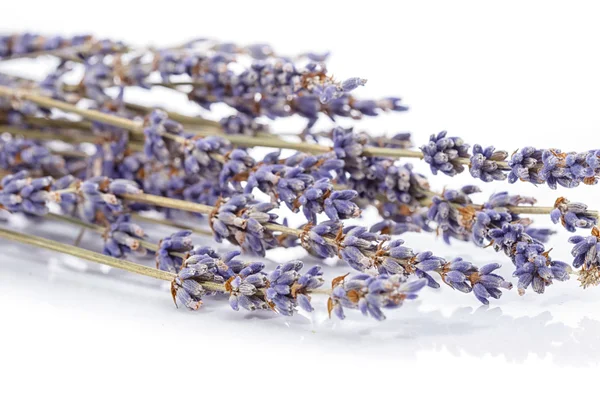 Close up bunch of lavender isolated on white — Stock Photo, Image