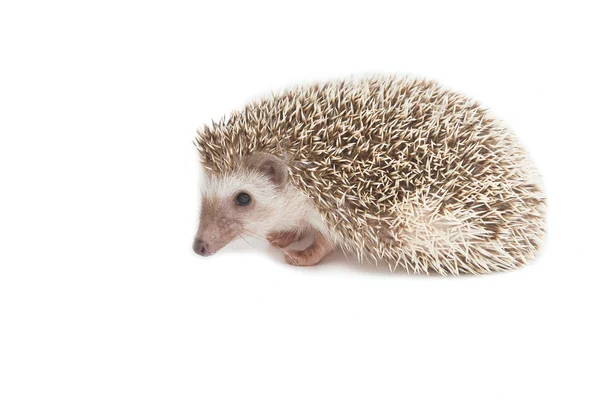 Hedgehog isolado no fundo branco — Fotografia de Stock