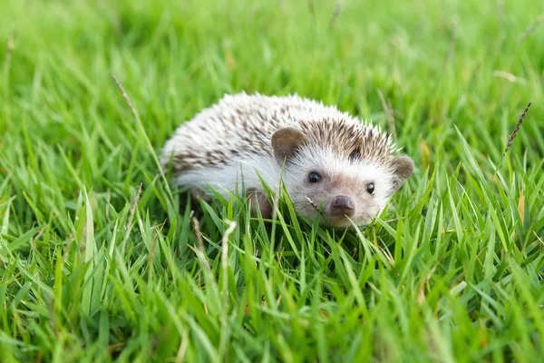 Little Hedgehog in the green grass — Stock Photo, Image