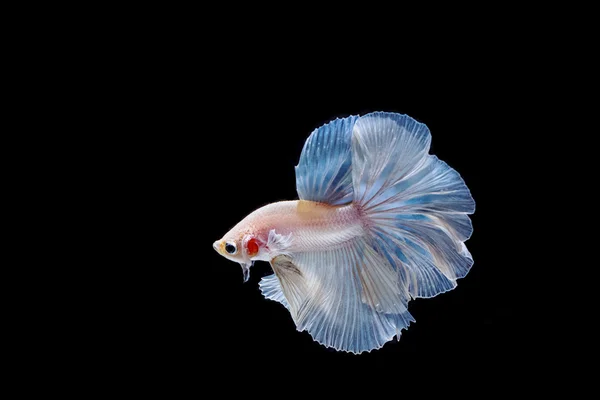 Moving moment of white siamese fighting fish isolated on black b — Stock Photo, Image