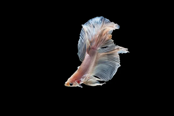 Momento commovente di bianco siamese pesce combattente isolato su b nero — Foto Stock